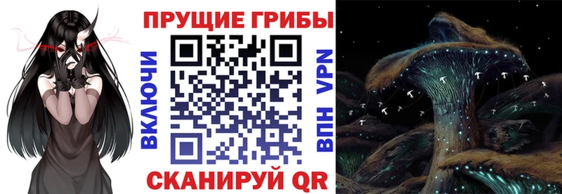 как найти закладки Каспийск Псилоцибиновые грибы MAGIC MUSHROOMS